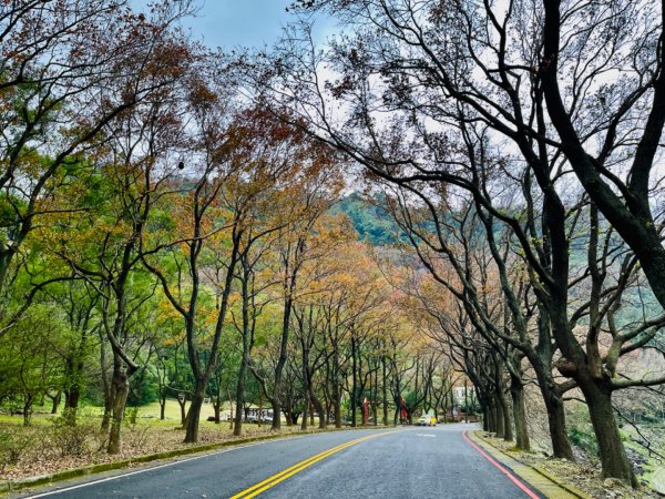 1111229太平山-清水坑山-石門山。石門水庫楓槭林1974702