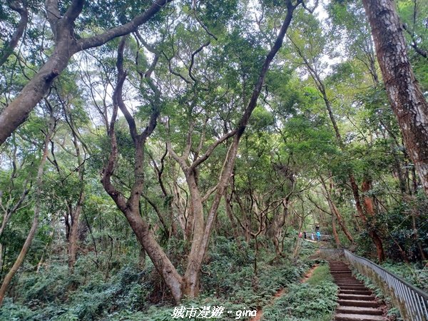 【彰化田中】蓊鬱森林有點陡。 田中森林登山步道