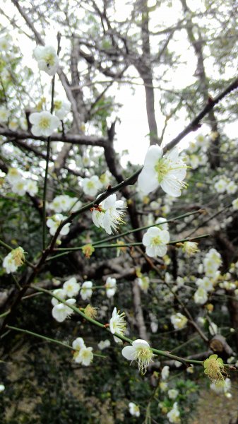 角板山行館梅花季201601101961495