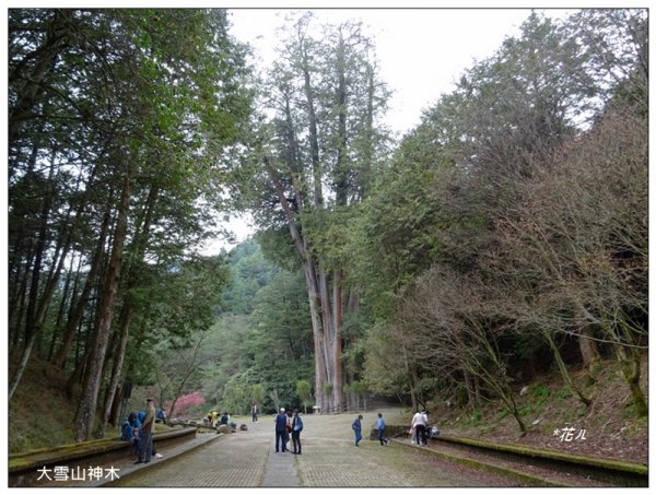 雪山神木步道1633620