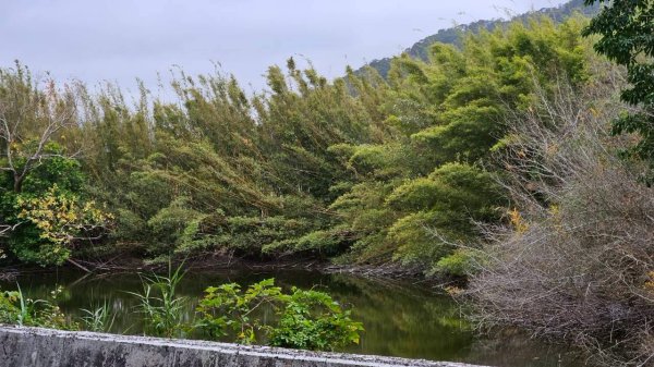 20260127流水蓮華-飛沙縱走-坑尾山南稜2992554