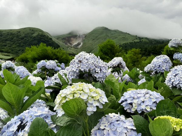 繡球花田繽紛多彩。雲霧飄緲群山間989486