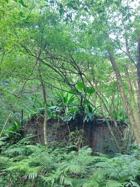 三峽白雞三山2963349