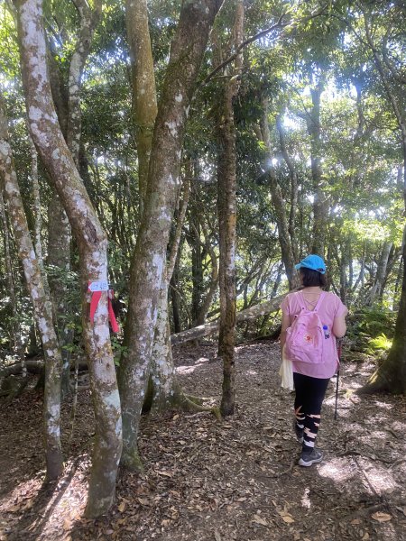 1111120泰安鄉鳥嘴山2672973
