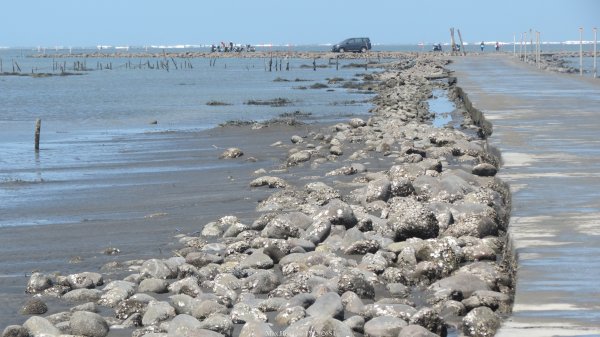 《彰化》海中步道｜漢寶濕地芳苑濕地健行賞鳥202603153016769