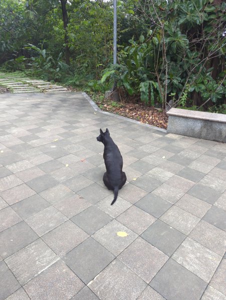 2025.12.14－微笑山線：【二格山系】和美山螢火蟲段2966256