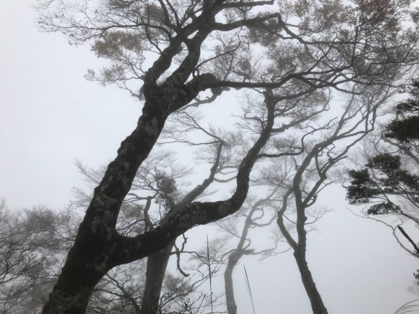 迷霧中的山毛櫸465341