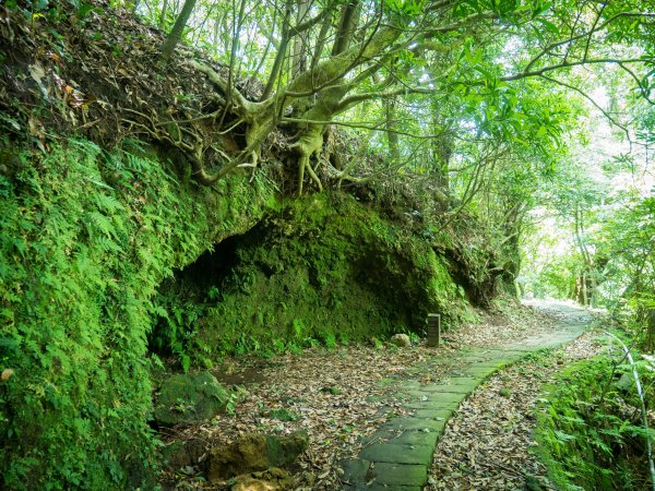 【行腳陽明山】初夏裡蒼翠欲滴的環七星山與百拉卡公路人車分道2188744