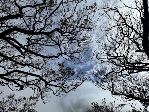 山毛櫸掉光光的 卡保逐鹿O繞 202511152937475