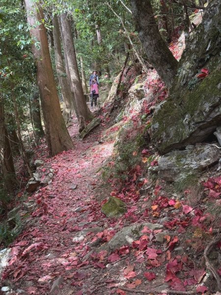 鳶嘴稍來步道賞楓季 ，大雪山門票優惠到12/31！2969559