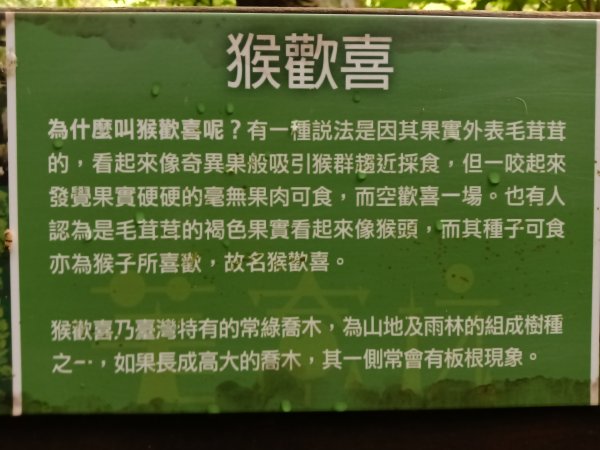 基隆市荖寮坑古道+十分古道(暖東舊道)+頂子寮山(嶺頭土地公)P字走2821495