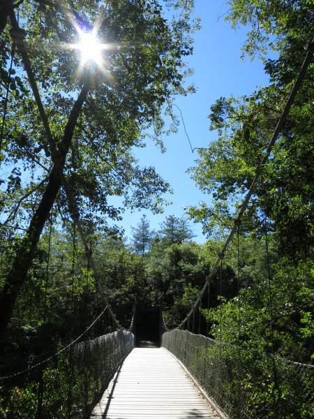 如童話般的森林步道-武陵桃山瀑布步道1190731