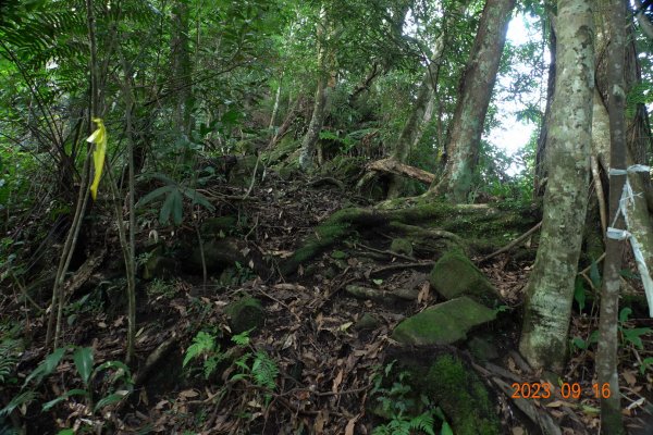 新竹 竹東 大隘山、五指山2283356