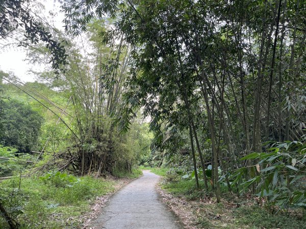 [百山百鳥尋旅-04/15] 2025_0817 龍過脈森林步道2863228