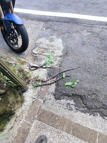 20251010微笑山線：【五分山系】平溪小黃山段 - 健行筆記2910180