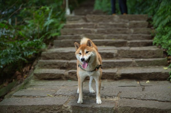 柴犬阿怪的八里觀音山歷險記（硬漢嶺步道、北橫古道、尖山步道）1901696