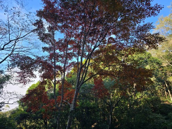 鳶嘴稍來山之楓紅／雲海2974012