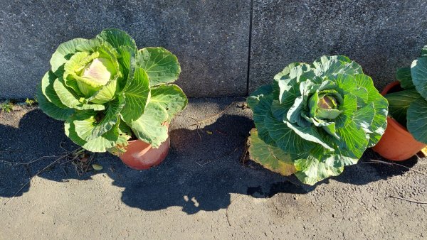 新店小粗坑赤蘆古道越嶺O型2784412