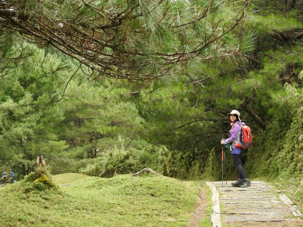 塔塔加 麟趾鹿林山1848861