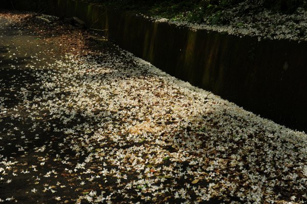 來去夢湖路賞油桐吧 2022 D0423 雪白油桐 已翩然飄灑而下1685145