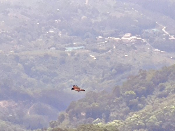 苗栗關刀山，出關古道（聖關段），鳴鳳古道，南隘勇古道，綠色古道，延平古道，新竹飛鳳山1674259