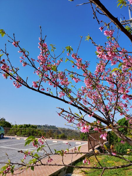 20200131鐵砧山登山步道819391