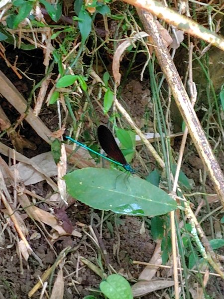 九彎仔步道2816546