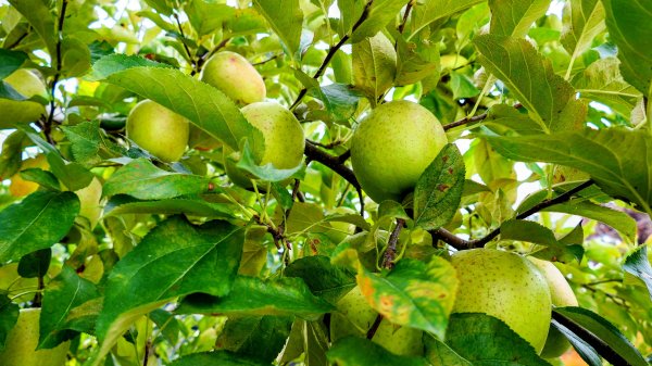 青森縣津輕藩睡魔村2929965