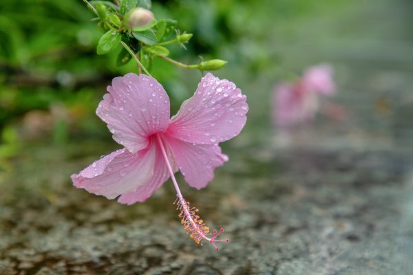 暖東峽谷/草嶺舊隧道2816515
