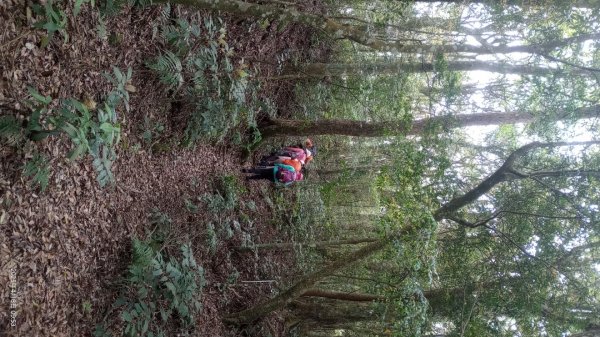 逐鹿卡保山賞一葉蘭2760891