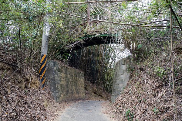 苗栗造橋口山古道595029