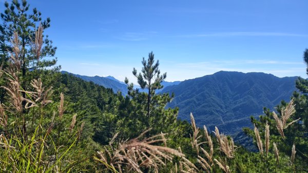 合歡山北峰 小溪營地 鷹角石 合歡北峰名樹2903397