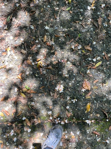 新北｜瑞芳．雙溪 淡蘭古道中路．暖東舊道（TK2-1~2-5 暖東峽谷步道、暖東舊道、五分山步道）2004165