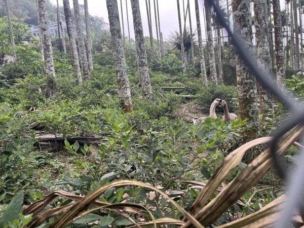 2023_0429_挑筍古道2138301