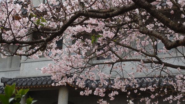 陽明山東方寺—櫻花怒放902597