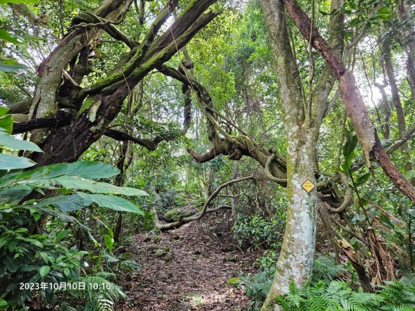 20231010老虎山(打牛崎登山步道)小O走2311694