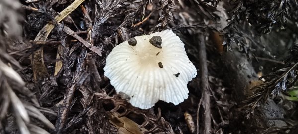 2025/09/20_鵝公髻山步道2892243