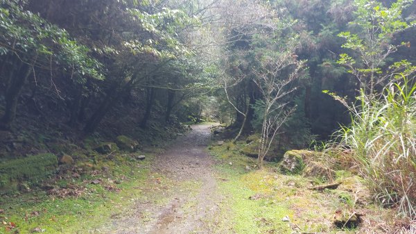 觀霧榛山步道三角點1447415