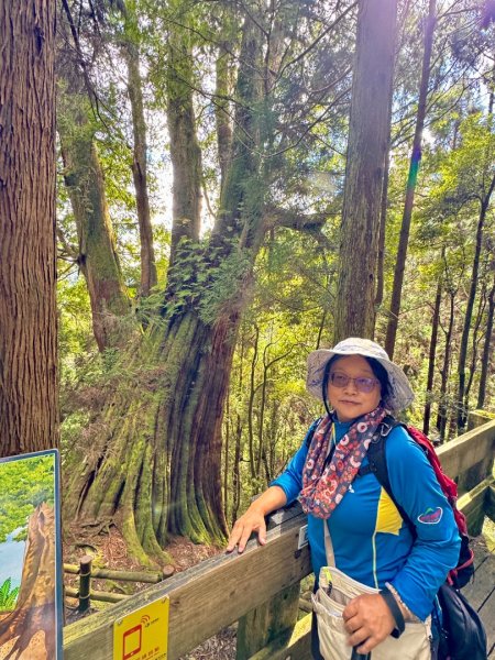 觀霧-檜山巨木群步道2925521