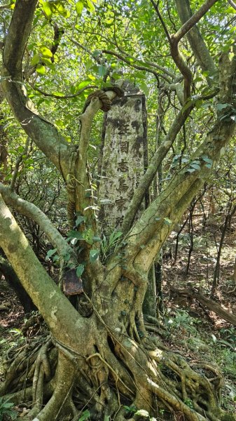 20250322遠望坑古道-龜媽坑古道中線-虎子山古道2743321