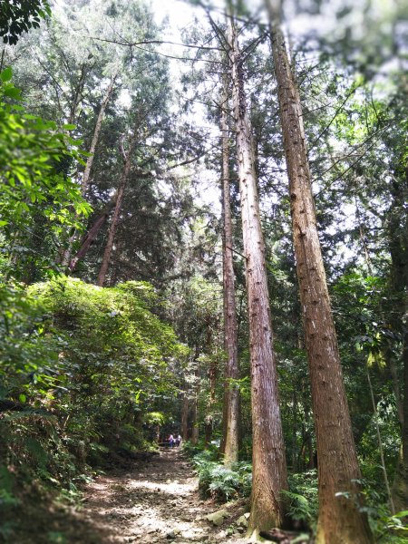 【台中。和平】綠蔭山林滿滿芬多精。大雪山林道 ~1860峰(長壽山)1425606