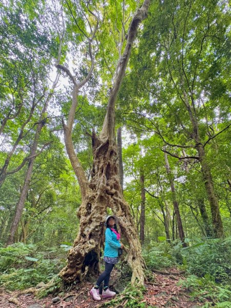 八五山古道賞九穹奇樹 尋鳥嘴下山（煤源山）2803347