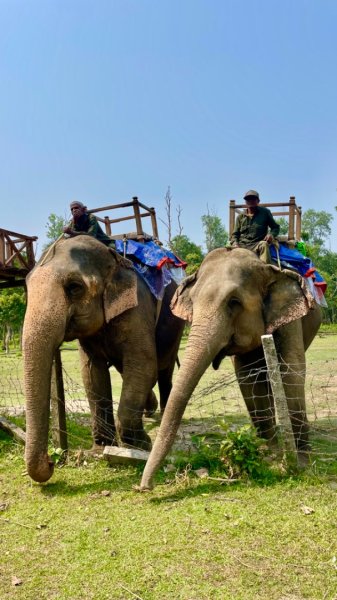 尼泊爾奇旺國家公園4天三夜2788854