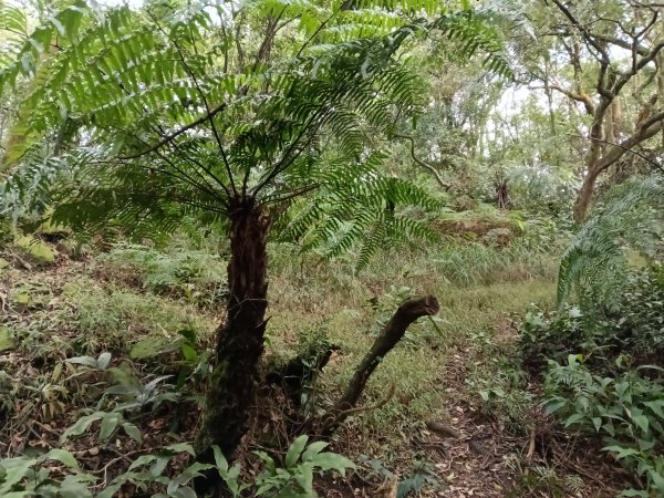 汐止區茄苳越嶺古道+上鹿窟崙山+九層坪山+四分尾山+大尖山8字走2981594