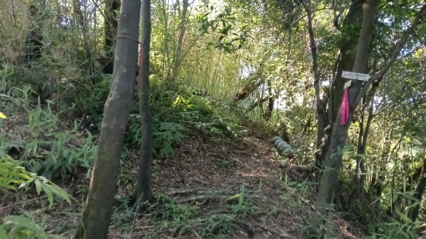 基隆市暖暖車站-暖壽山-暖東苗圃-頂寮山-清法戰爭砲台遺址-碇內3091344
