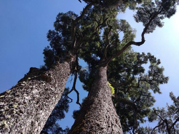 20230723塔關山2232889