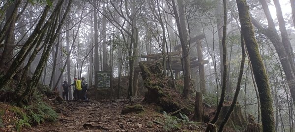 20231202_八仙山主峰步道+佳保台山2365997