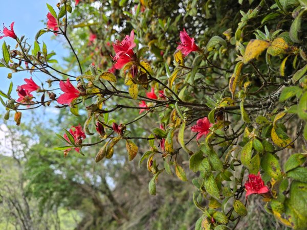 終於看到1000元背面的山景登頂玉山北峰／前峰2495818