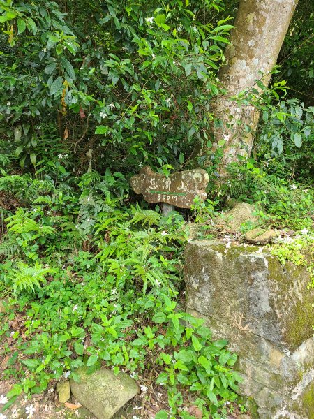 挑炭古道(三通嶺古道)+慈濟山步道2780435