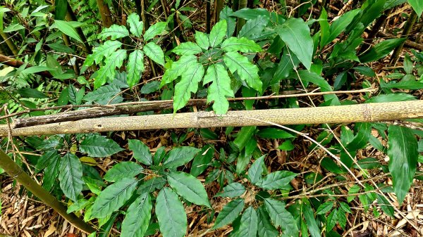 小百岳關刀山889m+銅鑼杭菊1924037